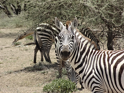 zebras, savana, Olha