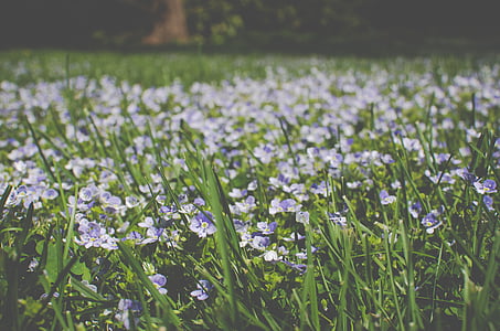 фиолетовый, лепестковый, цветок, поле, дневное время, Цветы, трава