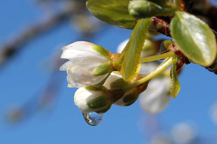 Plum tree, Prunus domestica, blomme blomstre, bud, grene, forår, blade