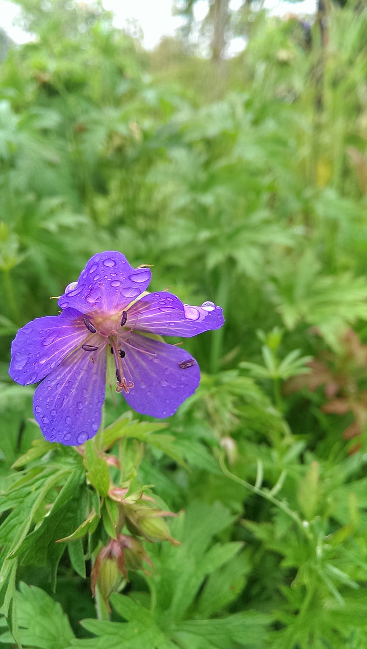 λουλούδι, σταγόνα βροχής, σταγόνα νερού, υγρό, μωβ, μπλε, άνθος