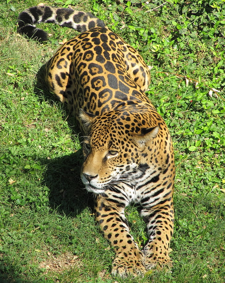 Jaguar, stor katt, rovdyr, feline, hvile, stående, pels