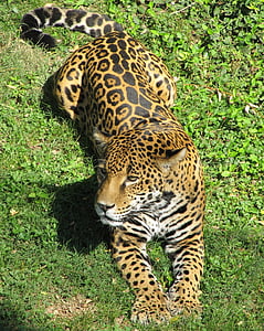 Jaguar, lielais kaķis, plēsēju, kaķa, atpūtas, portrets, spalva