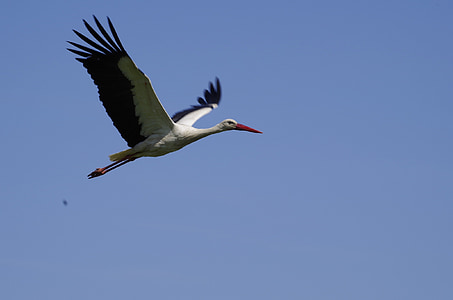 Stork, fugl, natur, flyve, hvid stork, Tag væk, Sky