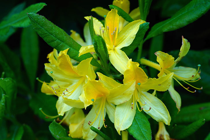 rhododendrons, Bush, fleurs, jaune, appel d’offres, fermer, printemps