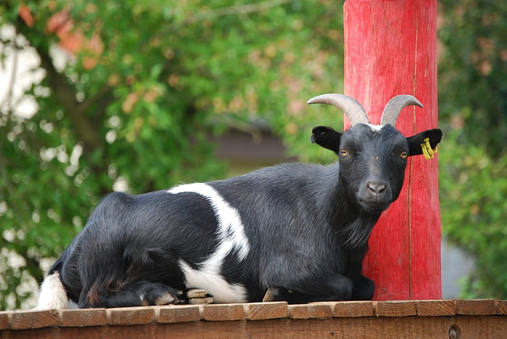 коза, животински портрет, Зоологическа градина, черна коза