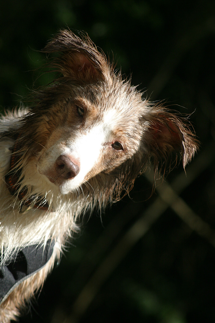 hund, Husdjur, Australian shepherd, våt, porträtt, huvud, sned