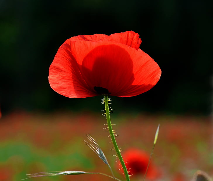 spring, nature, poppy, meadow flower