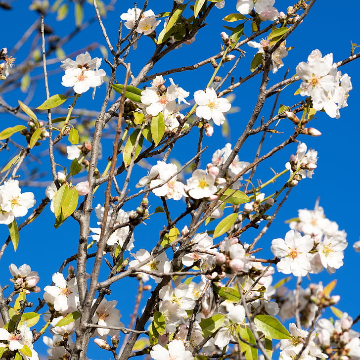 árvore de amêndoa, Primavera, Amendoeira em flor, -de-rosa, frühlingsanfang, despertar da Primavera, natureza