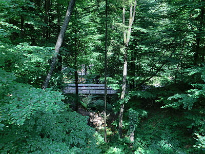 skov, Bridge, natur, blade, træer