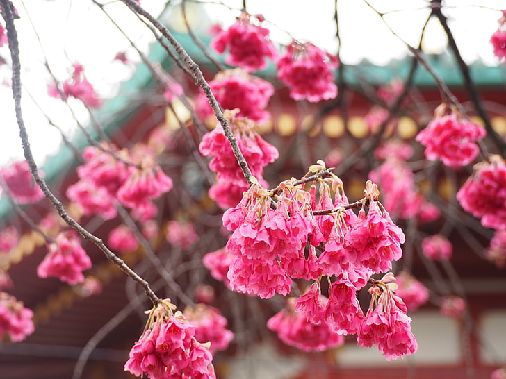Scarlet kirsebærtre blomstrer, Ueno, Benten hall, kirsebær