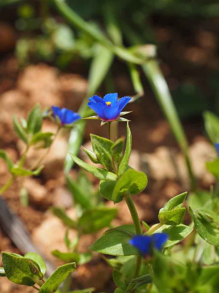 Pimpinela azul, flor, flor, floración, azul, gota de agua, Anagallis foemina
