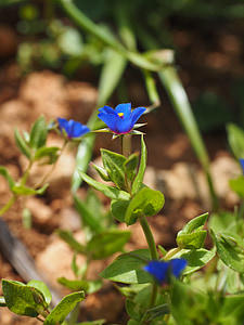μπλε pimpernel, λουλούδι, άνθος, άνθιση, μπλε, σταγόνα βροχής, anagallis foemina
