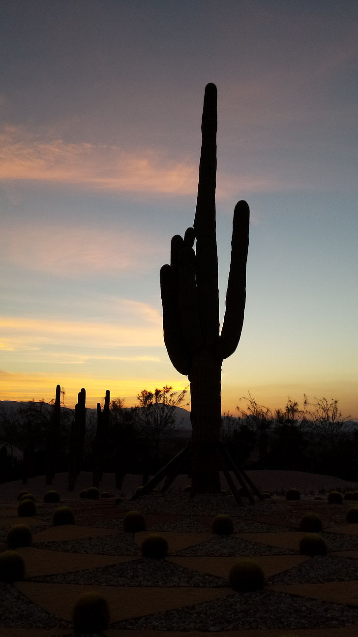 backlight, cactus, sunset
