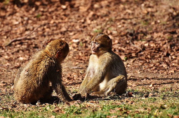 monos de Berber, juego, lindo, especies en peligro de extinción, salem de la montaña del mono, animal, animal salvaje