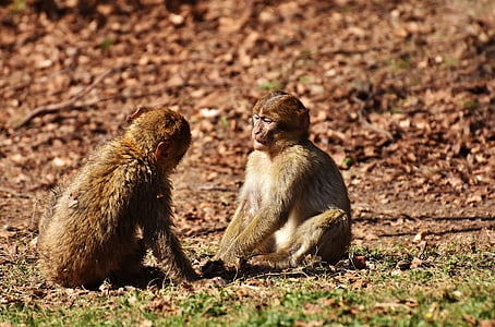 micos berber, jugar, valent, espècie amenaçada, mico muntanya salem, animal, animal salvatge