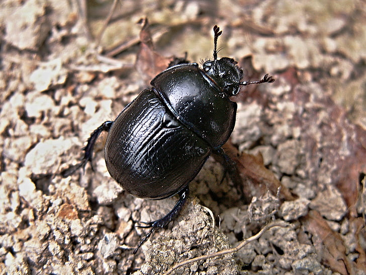 dung beetles, beetle, macro, black, dung beetle