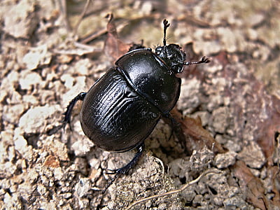 Łajno chrząszczy, chrząszcz, makro, czarny, dung beetle
