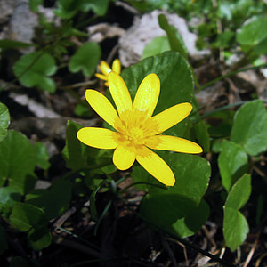 Eranthis, Èrantis winter, Blume, gelb, Makro-Fotografie, Frühling, Natur