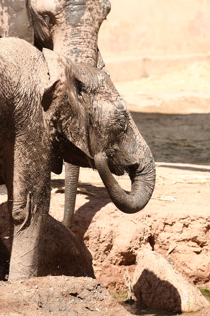 elefante, Angola, Parque zoológico, animales, herbívoro, crea, adulto