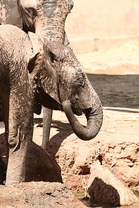 slon, Angola, Zoo, zvířata, býložravec, Vytvoří, dospělí