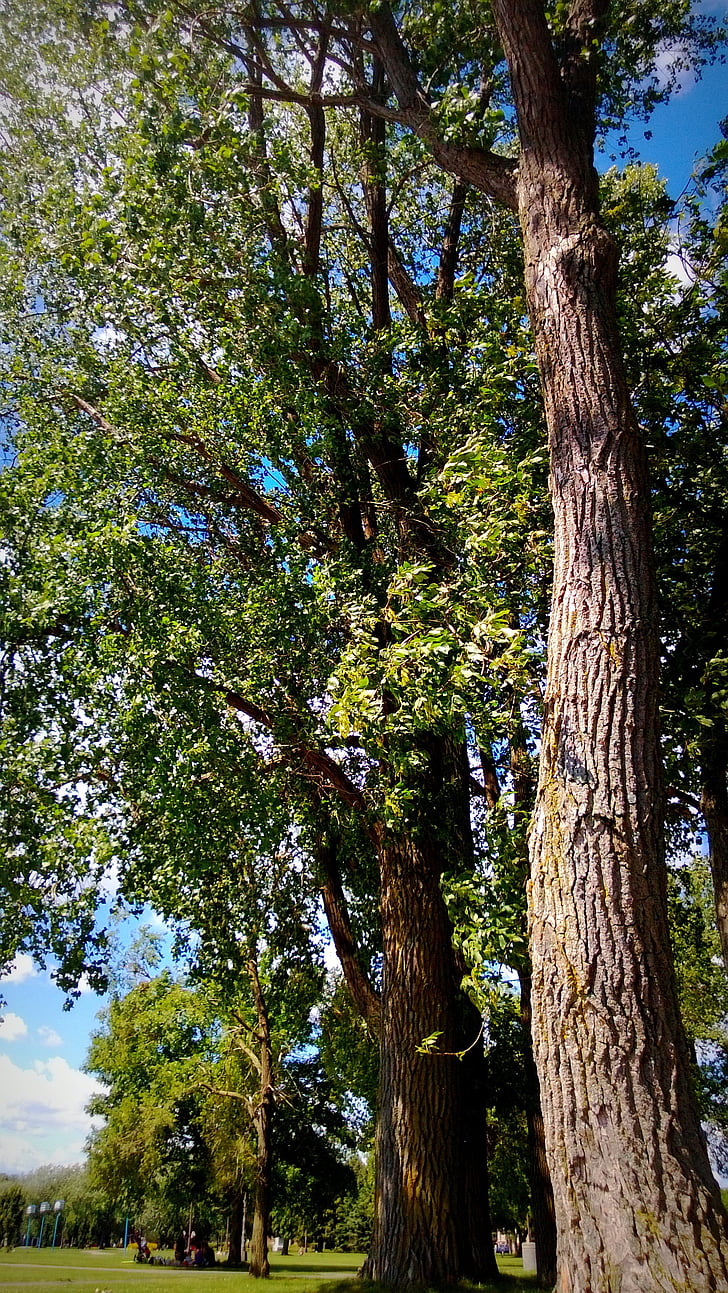 árvores, natureza, Lago, Saint louis, Montreal, Québec, Canadá