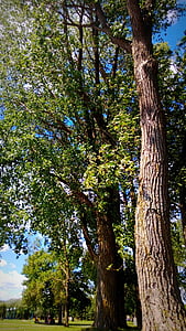 дървета, природата, езеро, Сейнт Луис, Монреал, Квебек, Канада