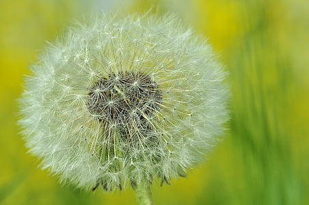 dandelion, buttercup, summer, green, flying seeds, flower, nature