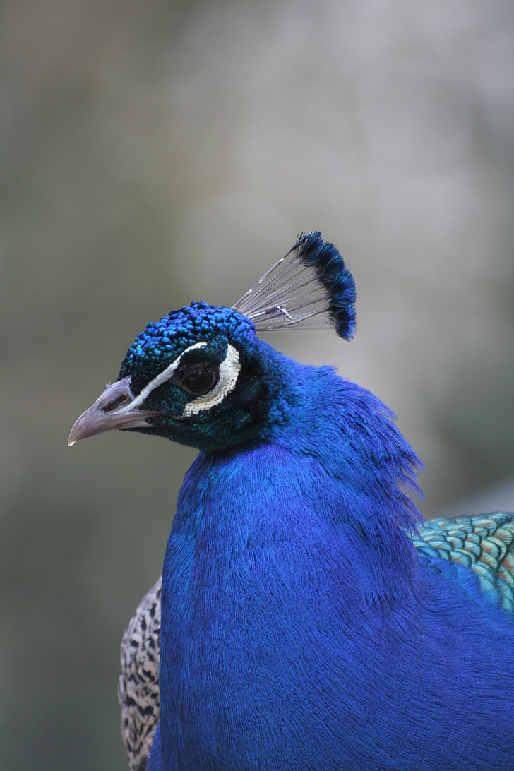 peacock, zoo, animal
