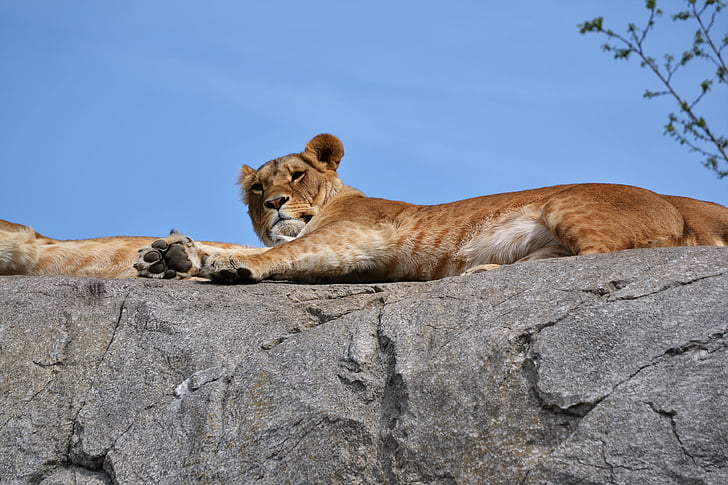 Tigre, sol, jardim zoológico, Leão - felina, vida selvagem, Leoa, Gato domesticado