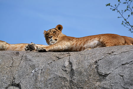 tigar, Sunce, Zoološki vrt, lav - mačji, biljni i životinjski svijet, Lavica, bez prebivališta kad mačka