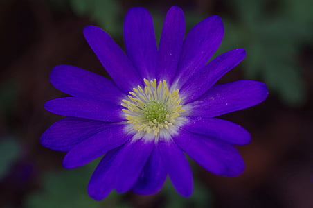 anemone, blossom, bloom, flower, blue, spring, flowers
