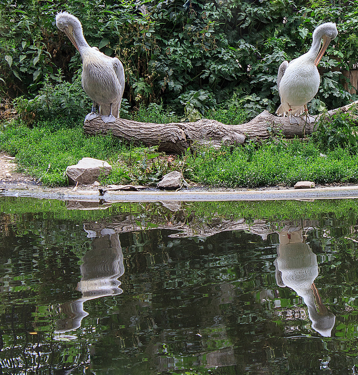 dalmatiner pelican, Pelikan, vatten fågel, fjädra klänningen, sitta, Zoo, Wing