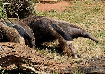 anteater ธง, สัตว์, ป่า, บราซิล, เดิน, ปลวกกิน