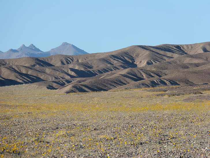 долина на смъртта, супер Блум, Пустинна златни цветя, живописна, планини, Калифорния, пустиня