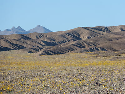 Death valley, Super bloom, öken guld blommor, natursköna, bergen, Kalifornien, öken