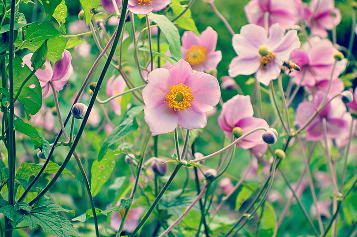 квітка, завод, цвітіння, рожева квітка, Пелюстка, сад, літо