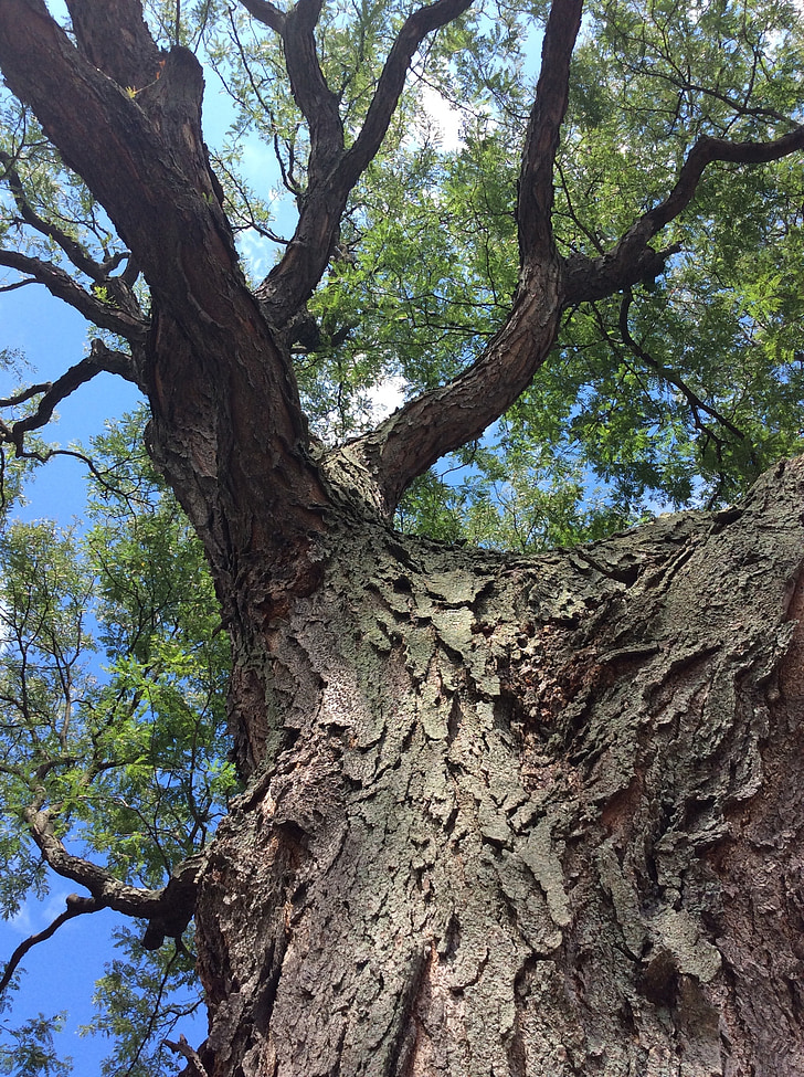 tree, bark, leaves, summer, environment, trunk, sky