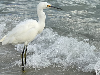 egret, bird, bird-watching, snowy, wildlife, shoreline, nature photography