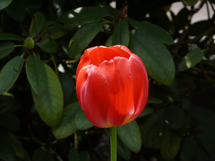 Tulip, blomst, forår, blomster, rød