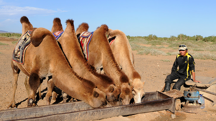 camells, set, desert de, Mongòlia, Gobi, beure agència