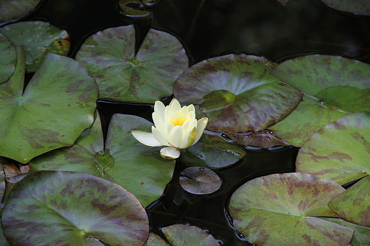 Lotus, vit lotus, blommor