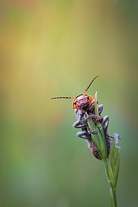 beetle, insect, animal, macro, probe, close, flight insect