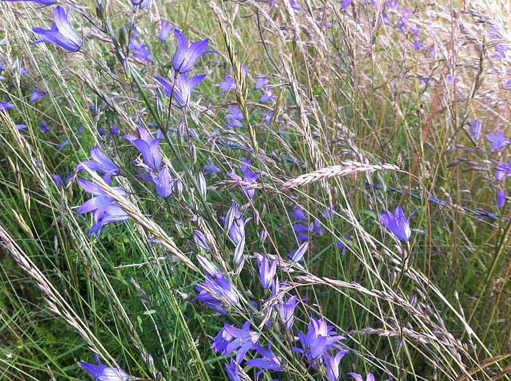 Gräser, Grass, Natur, Blumen, lila, Blume, Blau