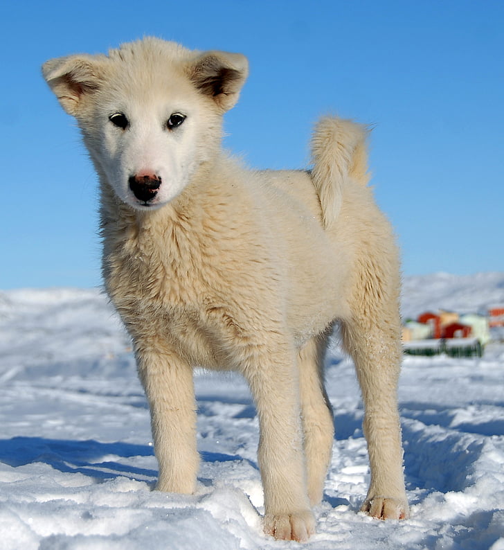 Гренландський собака, собака, Ґренландія, щеня, сніг, взимку, холодні температури