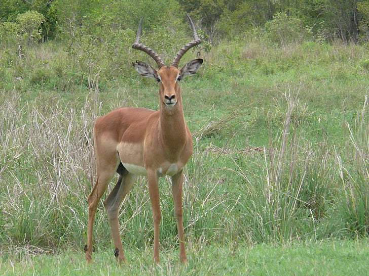 Impala, animaux, antilope, l’Afrique, mammifère, sauvage, herbivore