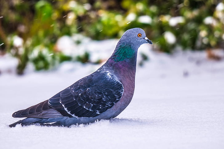 Pigeon, fugl, Wildlife, makro, Nærbillede, Smuk, vinter