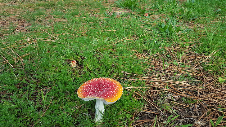 amanita muscaria, mushroom, toxic, fungi, forest, nature, autumn forest