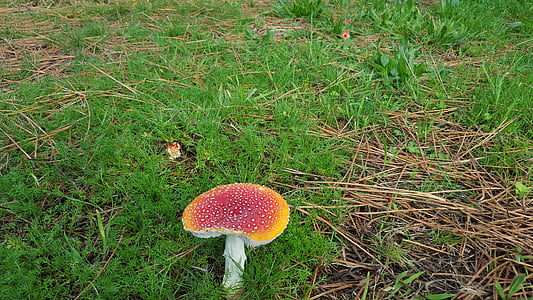 Muchomůrka červená, houby, toxický, houby, Les, Příroda, podzimní les