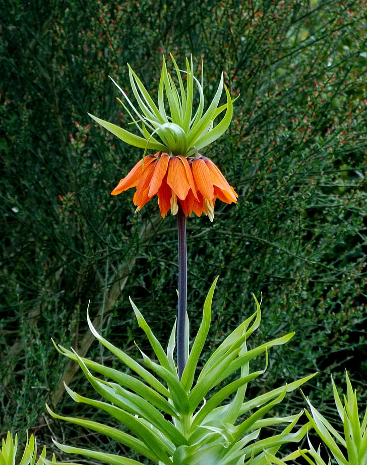 imperial crown, lily family, herbaceous plant, plant, flora, ornamental plant, orange