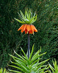 Imperial crown, liljefamilien, urteagtig plante, plante, flora, Prydplante, orange